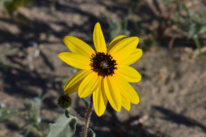 Showy Sunflower has attractive bright yellow flowers with reddish centers that bloom from March to June. Photo taken March 9 at Anza-Borrego Springs area, California. Helianthus niveus Showy Sunflower has attractive bright yellow flowers with reddish centers that bloom from March to June. Photo taken March 9 at Anza-Borrego Springs area, California. Helianthus niveus